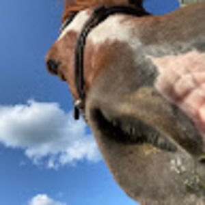 Meet your Posher, Mavis